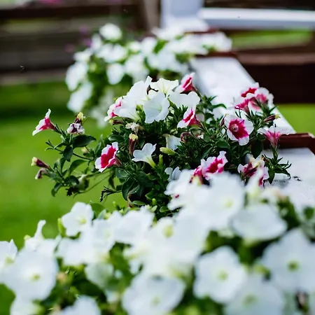 Tatil Evi Alicjowka -