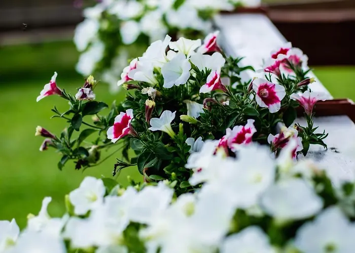 Prázdninový dům Alicjowka -